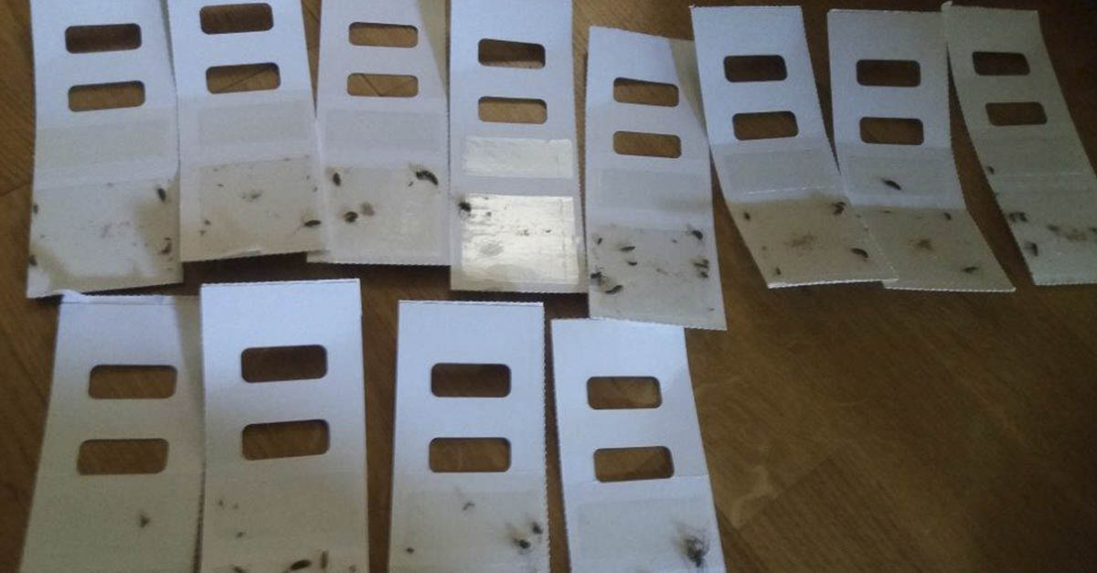 Skjeggkre i limfeller