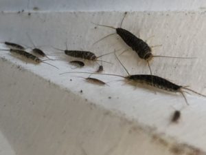 På Folkehelseinstituttet forskes det på insekter, blant annet skjeggkre. (FOTO Norsk Hussopp Forsikring)
