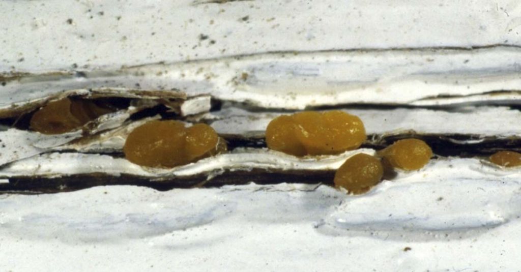 Nærbilde av fruktlegeme til tåresoppen