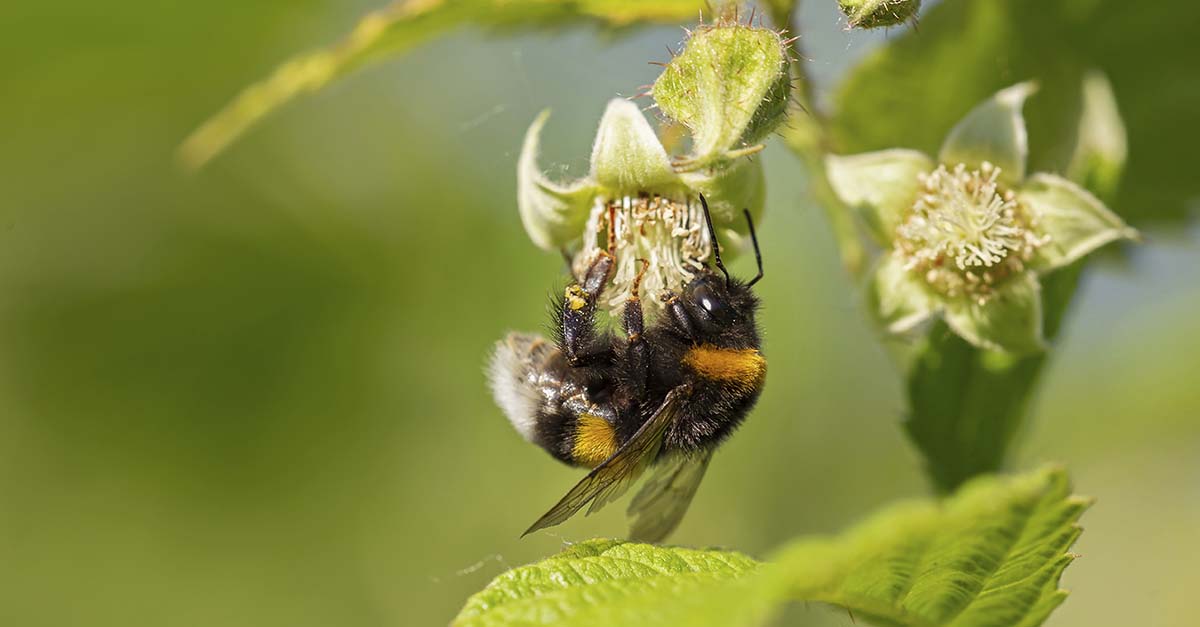 Humle suger nektar fra blomst
