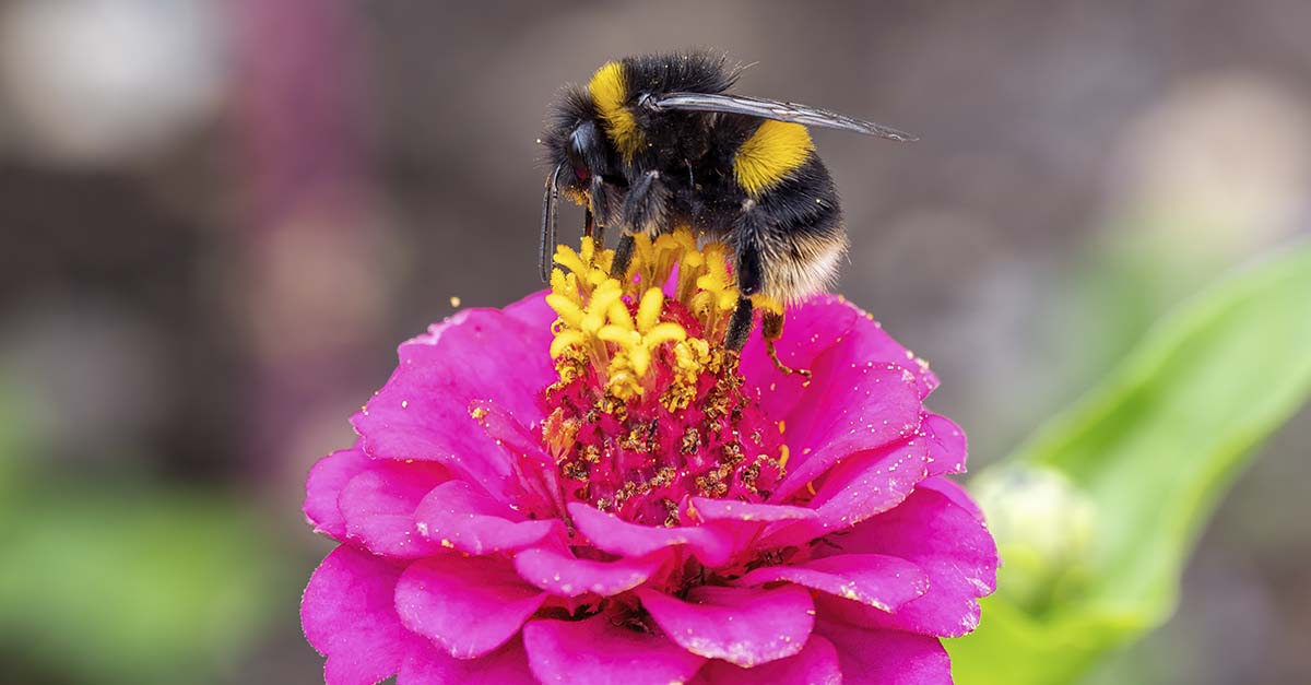 Nærbilde av hume på blomst