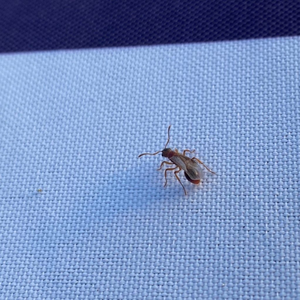 Flygemaur på hvit parasoll