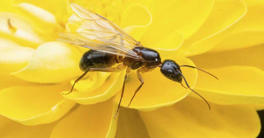 Flygemaur på gul blomst