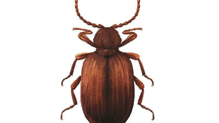 Illustrasjon av australsk tyvbille