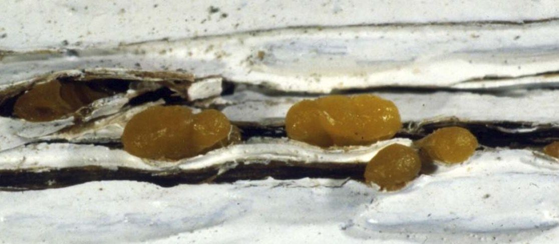 Nærbilde av fruktlegeme til tåresoppen