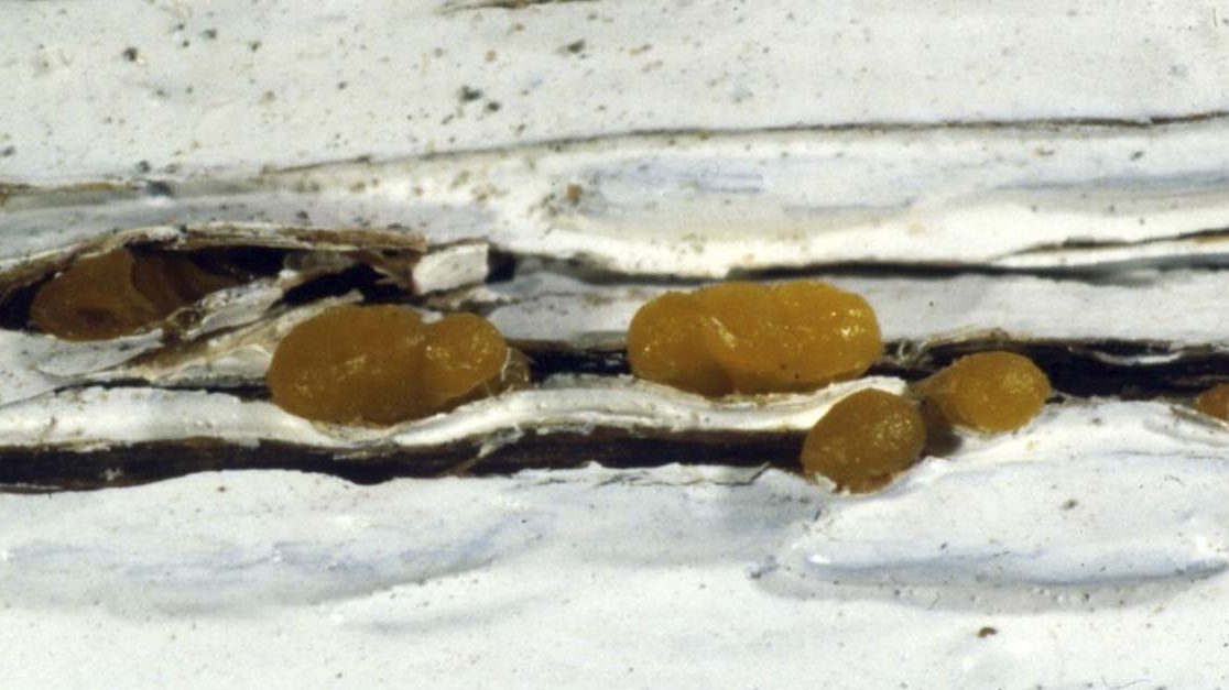 Nærbilde av fruktlegeme til tåresoppen