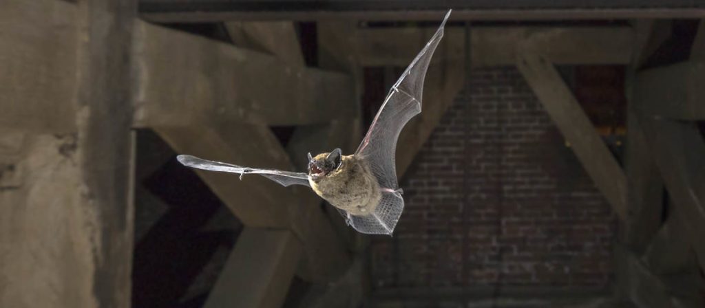 Flyvende flaggermus