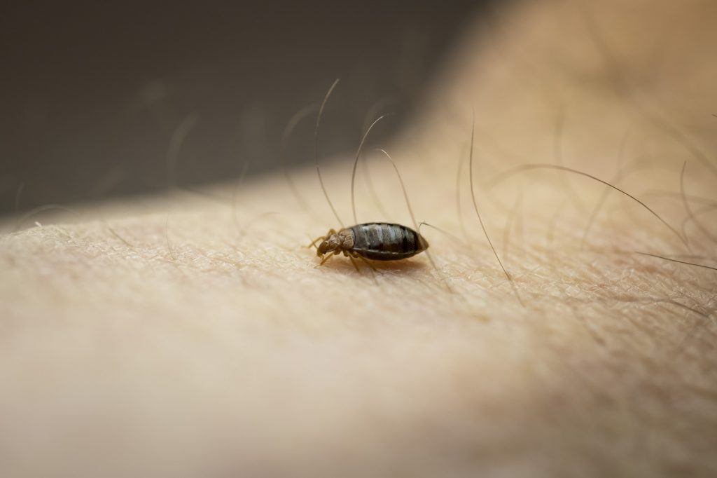Veggedyr på en arm